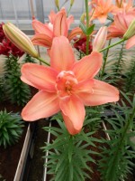 [5015 Ceb Latte No01.JPG]